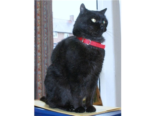 Avon Cat Rescue Stratford Upon Avon Avon Cat Rescue Stratford Upon Avon